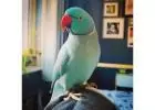 Healthy Cockatoo Parrots for Sale/Adoption
