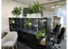 Corporate Plants: Merging Style, Sustainability, and Workplace Wellness