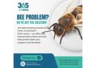 Same Day Bees Removal – Your Immediate Solution to Bee Troubles!