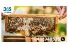 Professional Bees Control Melbourne – Your Trusted Solution