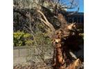 Best service for Tree Removals in Old Guildford