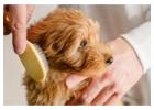 Best Dog grooming in Alexandra