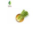 SVA | Best Lemongrass Oil Exporter worldwide