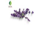 Lavender Oil Manufacturer & Exporter - SVA