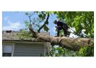 Best Tree Services in Gisborne