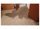 Quick Carpet Drying Service You Can Trust