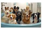 Best service for Doggie Daycare in Boerne