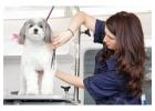 Best service for Mobile Grooming in Colonia Manzanilla