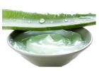 Aloe Vera for Natural Skincare Supplier