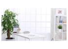 Revitalize Your Workspace with Office Plants Melbourne