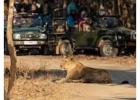 Reserve Gir Jeep safari Booking for Wild Adventure