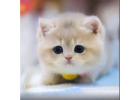 Munchkin Cat for Sale