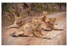 Choose the Best Gir Tour Package for Thrilling Safari and Culture