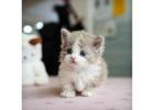 Munchkin cat for sale -TX