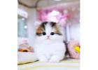 Munchkin cat for sale (North Carolina)