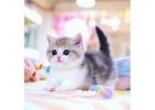 Munchkin cat for sale -AZ