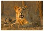 Choose the Best Gir Tour Package for a Complete Experience of Sasan Gir