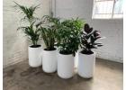 Create a Green Oasis with Hire Plants in Melbourne