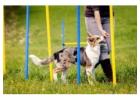 Best Dog obedience training in Chapelizod