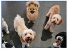 Best Small Dog Daycare in Westminster