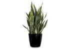 Enhance Your Workspace with Office Plant Hire