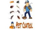 Termite treatment in Delhi