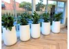 Creating a Calming Office Atmosphere with Corporate Plants