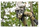 Best Tree Services in Wendouree