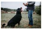 Best Obedience Training service in Loveland