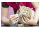 Best Cat Grooming service in West Covina