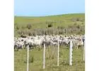 Low Maintenance PVC Fencing for Tough Australian Conditions
