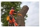 Best service for Tree Removal in Lloydtown