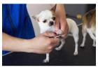 Best dog nail trimming service in Hauppauge