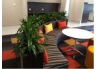 Enhance Your Workspace with Premium Office Indoor Plants for a Fresh & Productive Environment