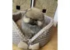 Pomeranian Puppy for Sale – Süß, gesund und erschwinglich