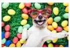 Pet Grooming Shop Dubai