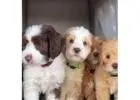 Cute Australian Labradoodles – Ready for New Homes