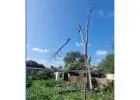 Best Arborist service in Paralowie