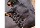German Rottweiler Puppies – Big & Confident