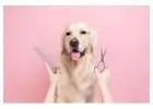 Best Dog grooming service in Huntley