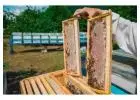 Exclusive Guide to Beehive Placement, Movement Safety, and Hive Types