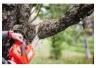 Best Tree Trimming service in Slater