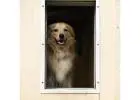 Expert Dog Door Installation Services – Pet Independence