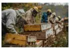 Beehive Monitoring Systems, Ant Prevention, Queen Bee Identification, and Bee Species Explained