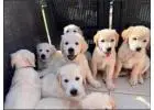 Friendly Golden Retrievers for Sale