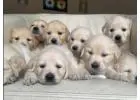 Golden Retriever Pups for Sale – Healthy & Loving