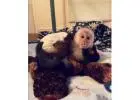 Capuchin Monkeys for Sale – Friendly & Well-Trained