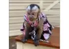 Buy Capuchin Monkeys – Healthy & Home-Raised