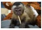 Adorable Capuchin Monkeys for Sale