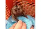 Buy Marmoset Monkeys – Social & Healthy